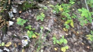 2018 09 01 Лес  Дедушкин табак