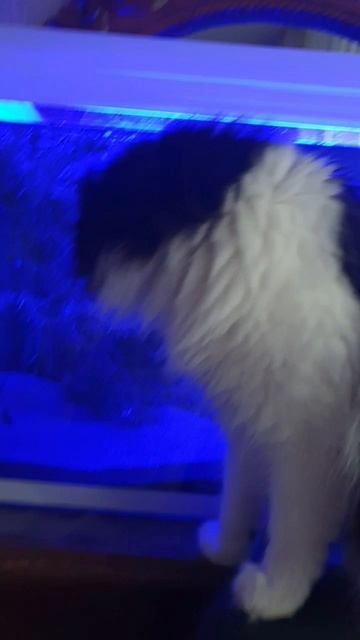 Аквариум вечером и кошка Запятая. смотреть онлайн