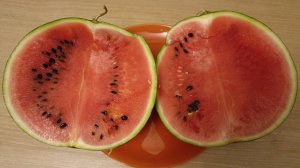 Арбузы в Сибири на теплой грядке 2024г.