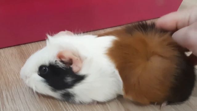 Из Чечни в Дагестан за новым питомцем / Морская свинка. Знакомство. смотреть онлайн