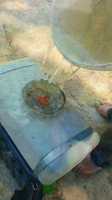 Павловнияга  ГУМИ сепилмокда