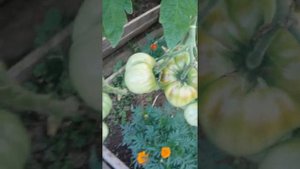 Томаты Чухлома, Японка, Амана Оранж и другие сорта в обзоре теплицы на 01.08.2020 года