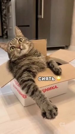 котики и коробки