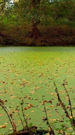 Звуки природы #лес #green #grüne #болото #naturesounds #relaxing #расслабляющеевидео #озеро #see