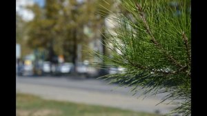 Проспект генерала Острякова. Севастополь 23 сентября 2021