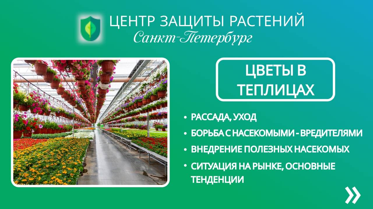 Цветы в теплицах