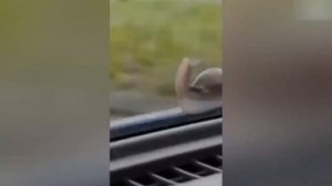смешное видео приколы 😁😁