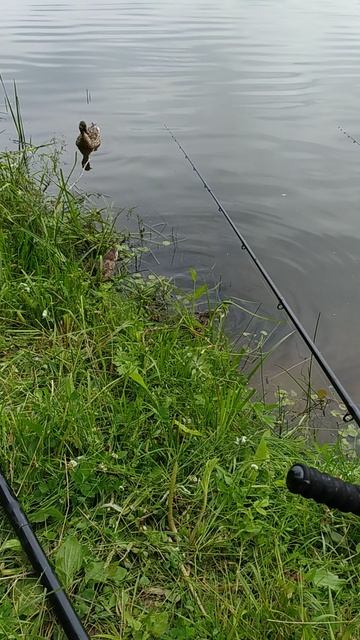 VID_20240623_094858 смотреть онлайн