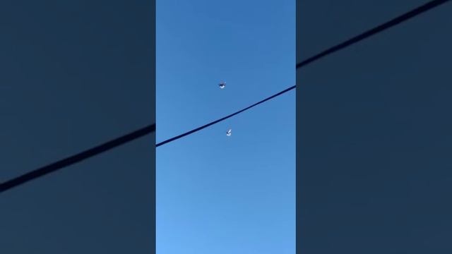 голуби.Евгения.Липецкая.обл.с.Ровенка. смотреть онлайн