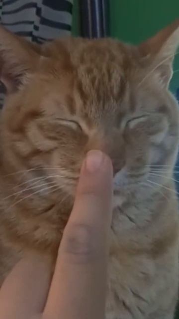 Как включить кота🐈❓ смотреть онлайн