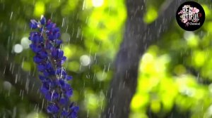 Paul Mauriat Best World Instrumental Hits - Paul Mauriat Greatest Hits Album 2021 Hit