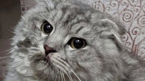 Шикарный кот сидел в общественном туалете, шугаясь каждого шороха