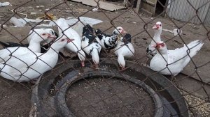 Мускусная утка