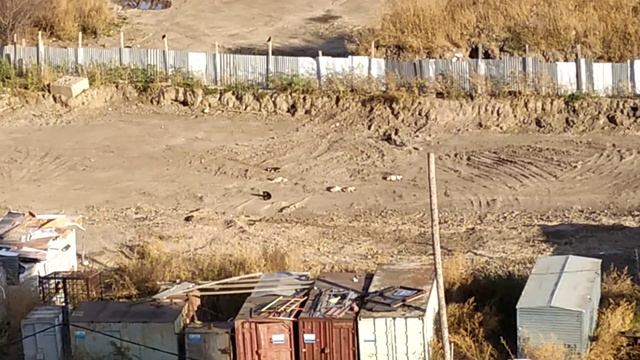 Жизнь собачьей стройки - стая бродячих псов отдыхает - 2019-10-14 - 15:00 смотреть онлайн