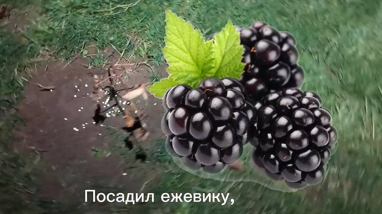 Посадил ежевику. Выпуск 1
