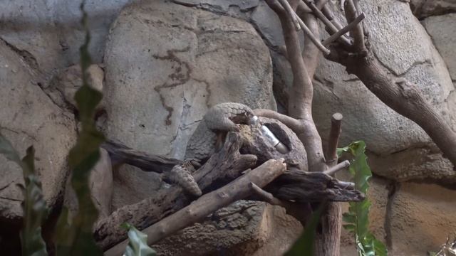 20201001 台北動物園 臺灣穿山甲 ミミセンザンコウ Formosan Pangolin смотреть онлайн