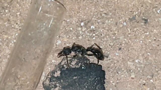 Myrmécia Pyriformis - Petite balade смотреть онлайн