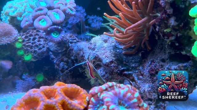 Знакомство с моим 100 литровым морским аквариумом