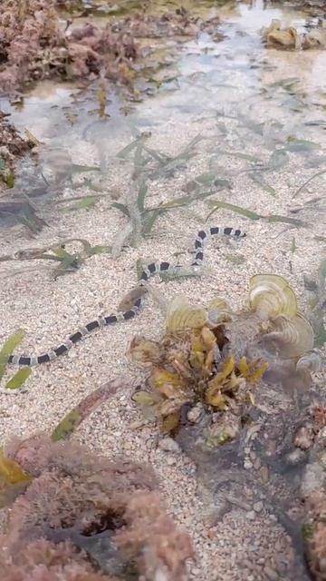 Banded sea krait смотреть онлайн