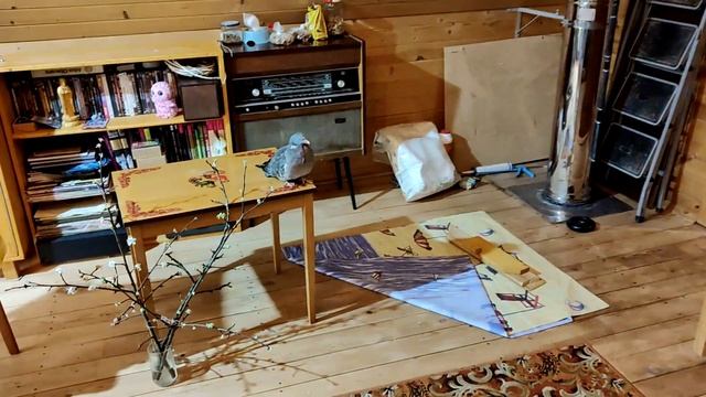 АНАСТАСИЯ. Снегирь Демьян зашёл в гости к вяхирю Бодхи смотреть онлайн