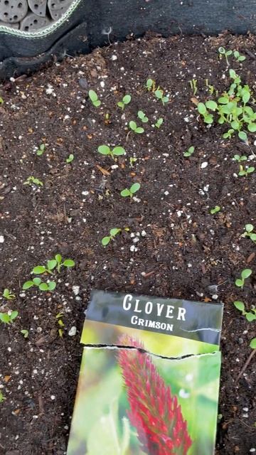 Crimson clover￼ смотреть онлайн