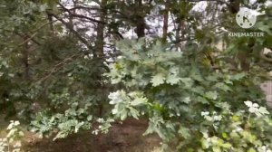 Walking In The Jungle | Super Simple Songs ! Walking In The Jungle | Animal Adventure | Noodle & Pa