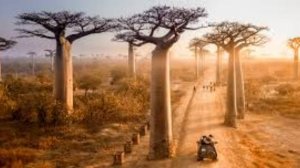 Путешественникам на заметку - Удивительные места острова Мадагаскар