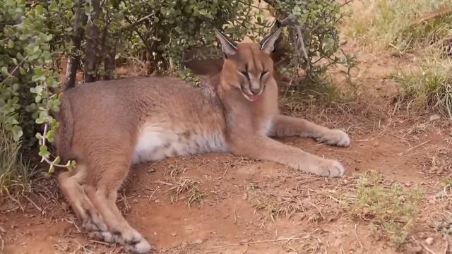 10 самых редких кошек.