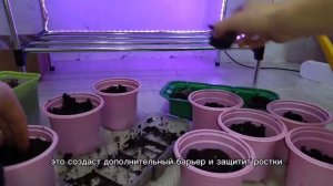 Как защитить рассаду от коварных лап домашних питомцев