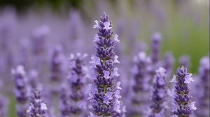 Лаванда узколистная - свойства, рецепты,