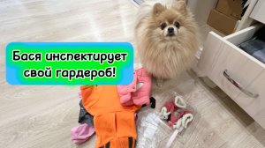 Бася инспектирует свой гардероб!