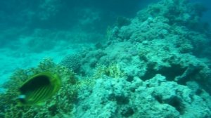 Красное море - лучшее!