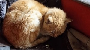 Подобрали бродячего кота