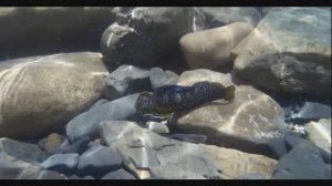 С маской под водой. Подводный мир черного моря. Побережье Краснодарского края.