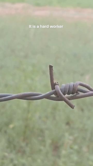 life of ant смотреть онлайн