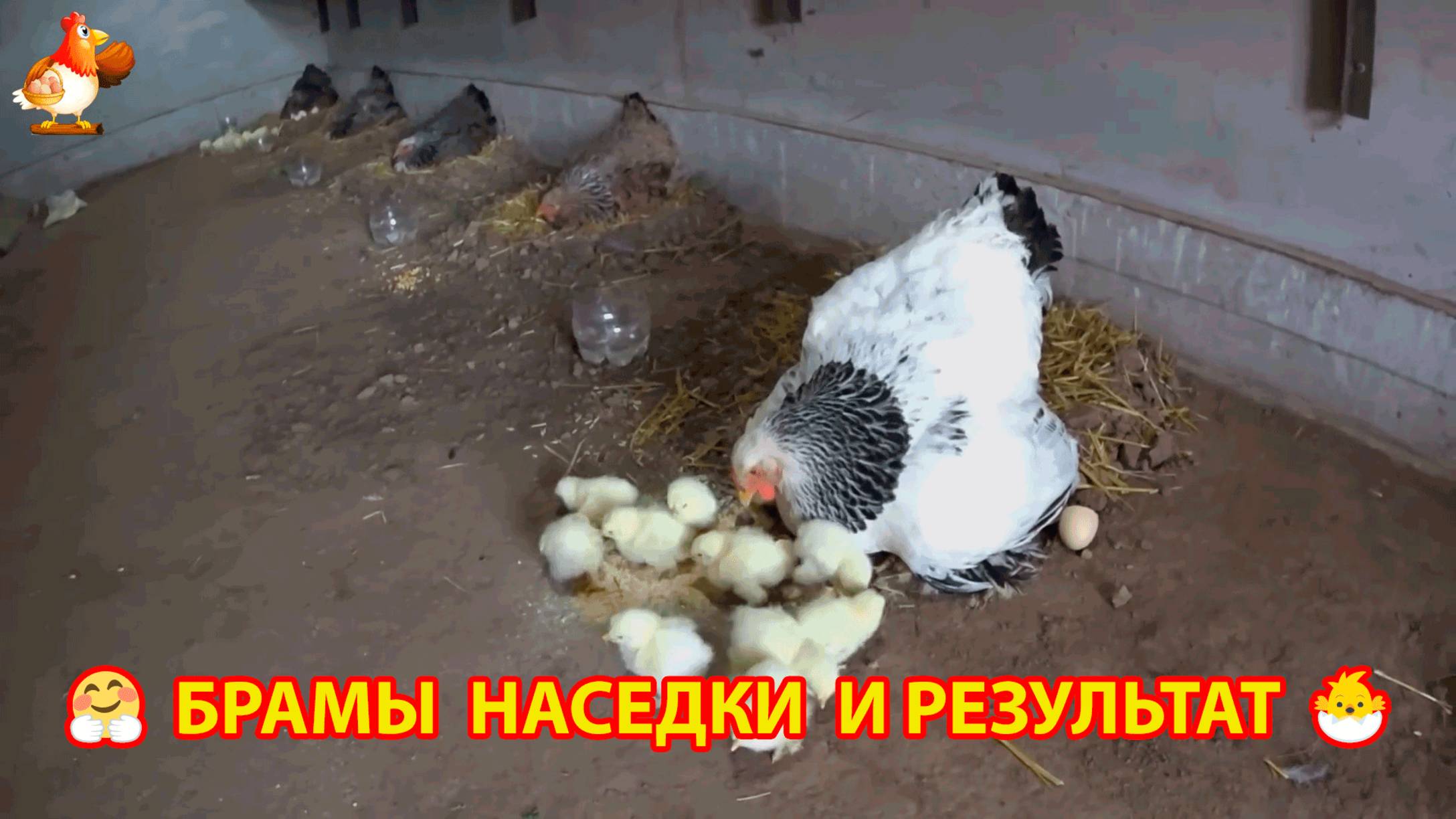 5 наседок Брама высиживают цыплят 🥚🐣🐤 Смотрим результат 🐥🐥🐥 смотреть онлайн
