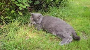 А что там? / Опять злой Сильвер / кот устроил забастовку