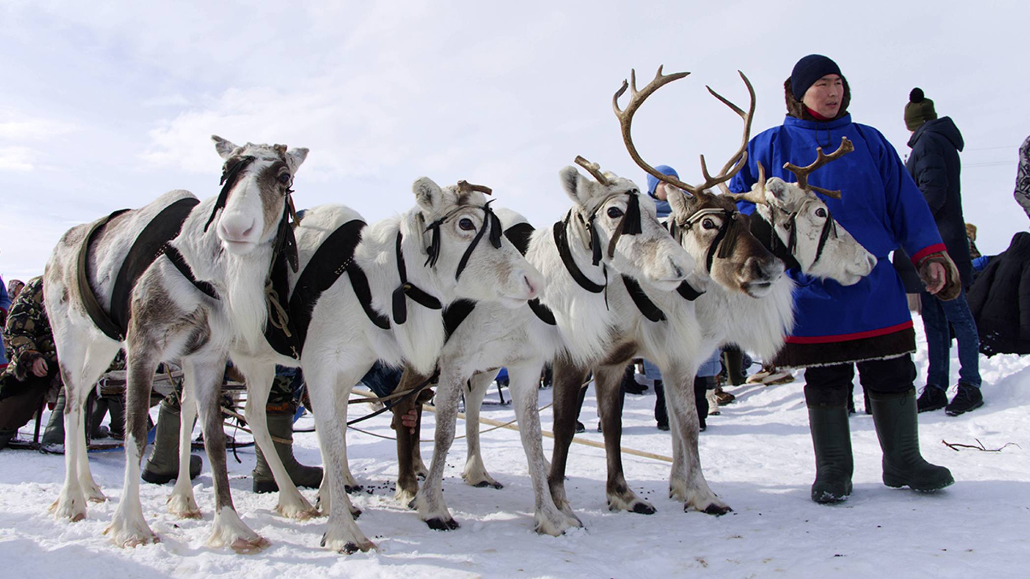 Катания на оленьих упряжках и национальная кухня. День оленевода празднуют в Салехарде смотреть онлайн