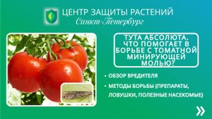 Тута Абсолюта. Что помогает в борьбе с Томатной минирующей молью?