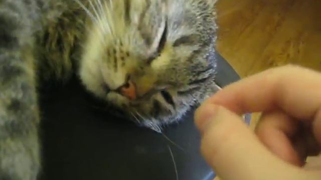 Кошечка смотреть онлайн