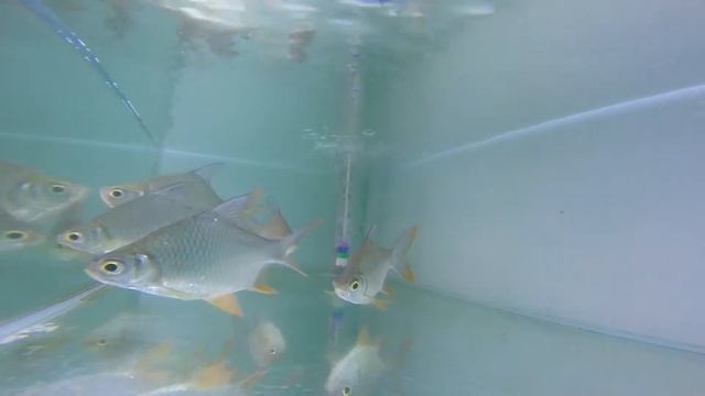 Tinfoil barb смотреть онлайн