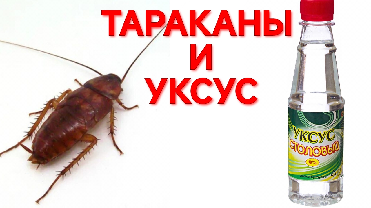 УКСУС И ТАРАКАНЫ. ЧЕГО БОЯТСЯ ТАРАКАНЫ? КАК УНИЧТОЖИТЬ ТАРАКАНОВ? СРЕДСТВО ОТ ТАРАКАНОВ.