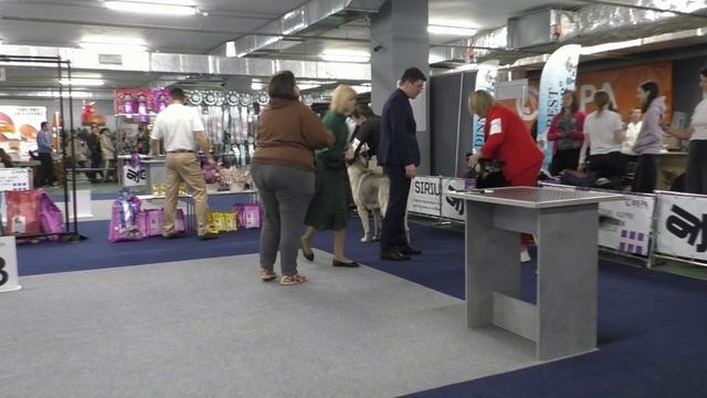 Кобели юниоры смотреть онлайн