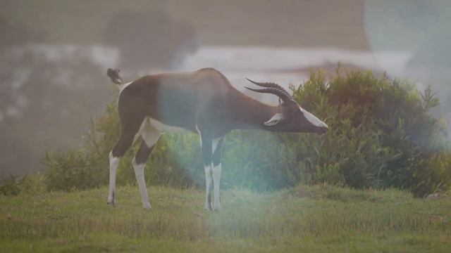Bontbok antelope in the wild.Animals Of The World.Domestic and Wild Animals.Animal world.HD смотреть онлайн