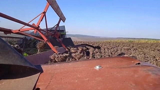 Claas Dominator 130. Уборка подсолнечника смотреть онлайн