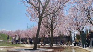 Краснодар март 2025: парк Галицкого, цветение сакуры