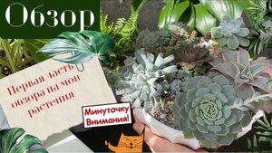Небольшой обзор моих комнатных растений 🪴