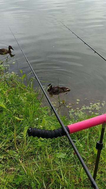 VID_20240623_094908 смотреть онлайн