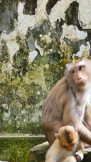 From tree to tree, these monkeys bring laughter and glee. #short #monkeys