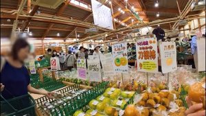 Наши будни в Японии. Роюсь в японском мусоре и покупаю винтажное кимоно